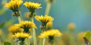 Eating Dandelions | A Nutritional Guide